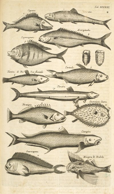 Tab. XXXIII, Stekelige vis, Illustratie uit 