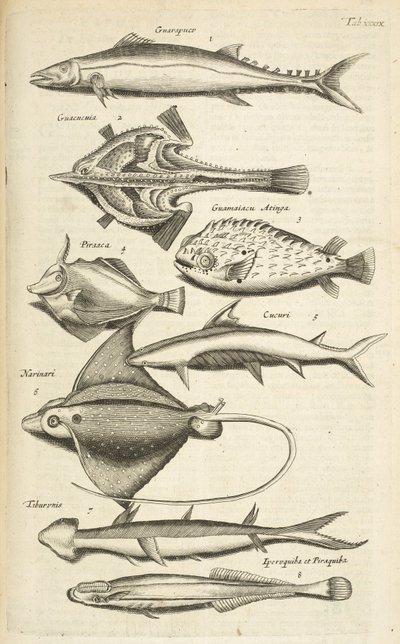 Tab XXXIX, Vissoorten, Illustratie uit 