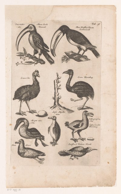 Toekans en andere vogels door Matthaus Merian