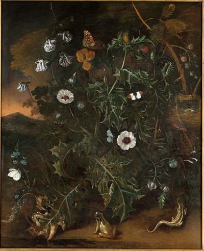 Distels, bramen, klaprozen en andere planten door Matthias Withoos