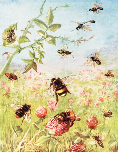  door Maud Scrivener