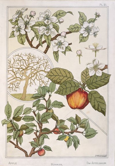 Appelboom, vruchten en bloemen, uit 