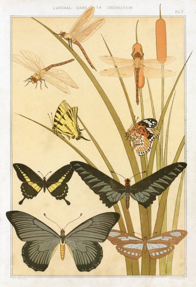 Vlinders, uit 