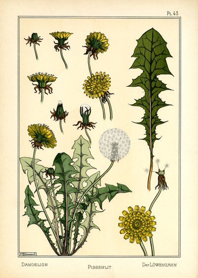 De paardenbloem door Maurice Pillard Verneuil
