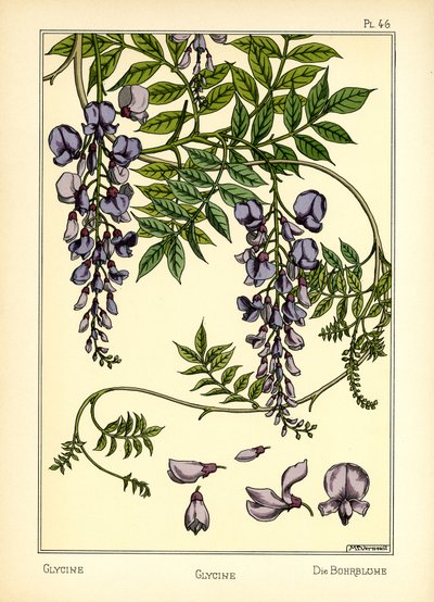 De glycine door Maurice Pillard Verneuil