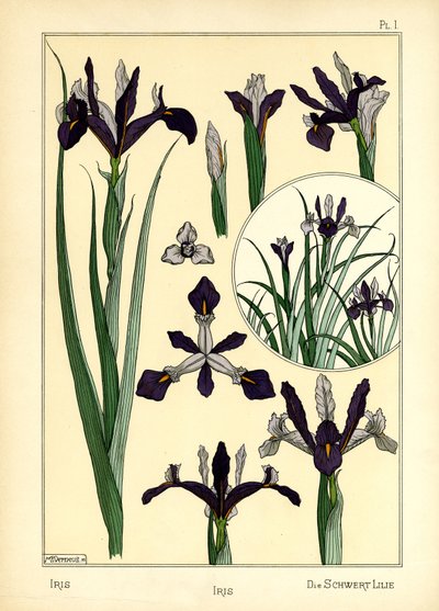 De iris door Maurice Pillard Verneuil