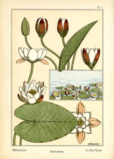 De Waterlelie door Maurice Pillard Verneuil