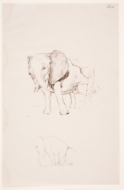 "Weg der Befleckung" - Olifant doet zijn behoefte. 2 studies door Max Klinger