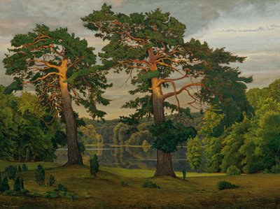Pijnbomen aan de rand van het bos door Max Zaeper
