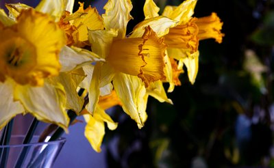 bloem door Melanie Hermine Lichterfeld