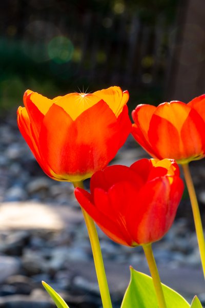 Schijnende tulp door Melanie Hermine Lichterfeld