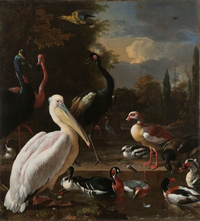 Een pelikaan en andere vogels bij een vijver, bekend als 