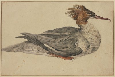 Liggende eend met bruine kuif, rode snavel en poten door Melchior de Hondecoeter
