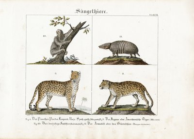 Exotische zoogdieren: Grote katten, luiaards en gordeldieren door Meno Haas