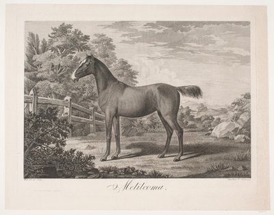 Het paard 
