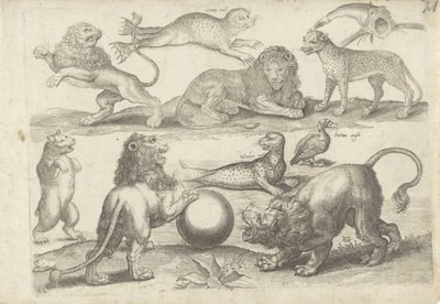 Studieblad met tekenvoorbeelden: diverse dieren door Michael Snijders