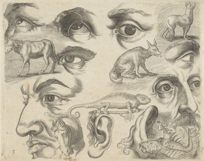 Studieblad met tekenvoorbeelden: ogen, koppen en dieren door Michael Snijders