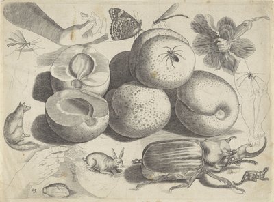Studieblad met tekenvoorbeelden: vruchten, dieren, insecten en handen door Michael Snijders