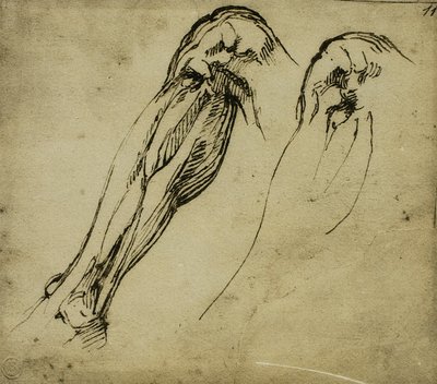 Anatomische studies van een been door Michelangelo Buonarroti