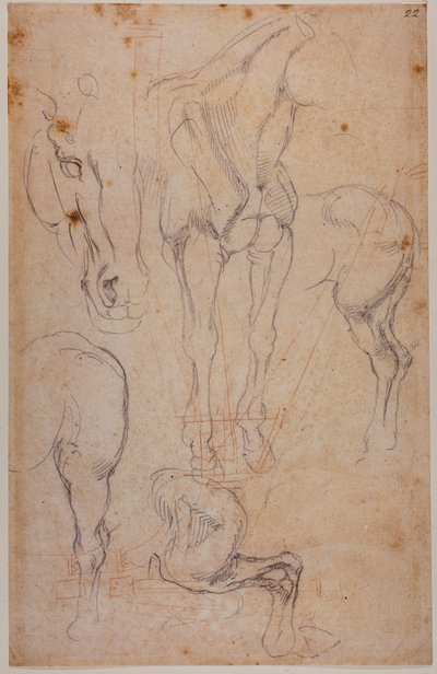 Anatomische studies van een paard door Michelangelo Buonarroti