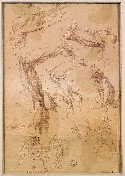 Ms H 184 fol.202 Studies van opgeheven armen, een wilde kat en een groep figuren door Michelangelo Buonarroti