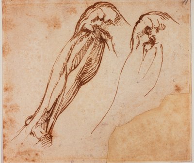 Twee beenstudies door Michelangelo Buonarroti