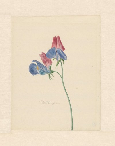 Tak met twee bloemen door Michiel Van Huysum