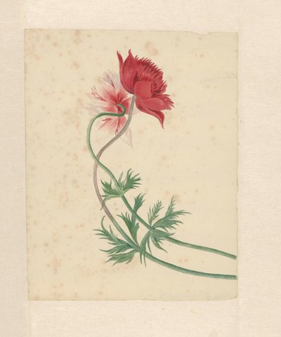 Twee takken met elk een bloem door Michiel Van Huysum