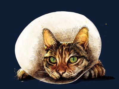 Beterschap Kat op Middernachtblauw, 2020 door Mike Davis