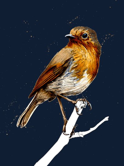 De Roodborst op Middernachtblauw door Mike Davis