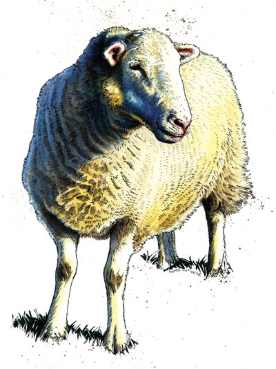 Het Schaap op Wit, 2020 door Mike Davis