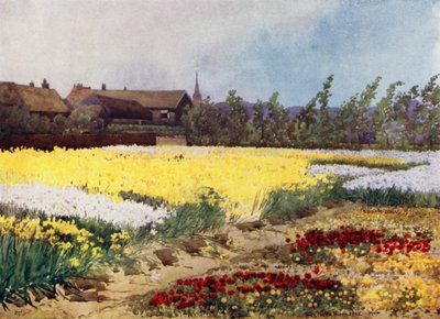 Een Bollenboerderij bij Overveen door Mima Nixon