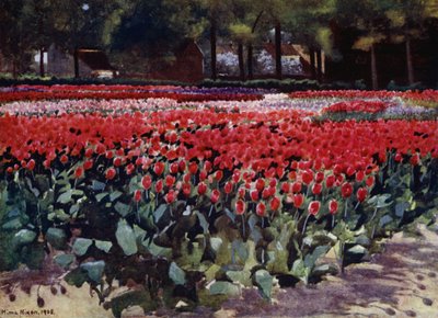Tulpen in hun Prime door Mima Nixon