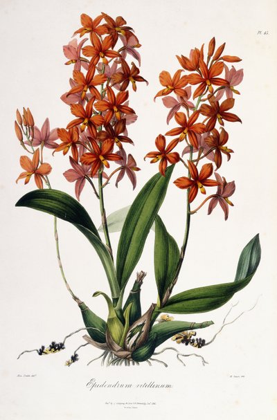Epidendrum Vitellinum, c.1837-41 door Miss Drake