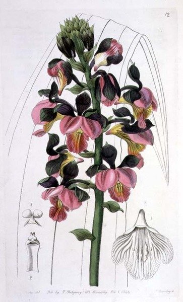 Orchis Lissochilus Roseus, uitgegeven door I. Ridgway door Miss Drake
