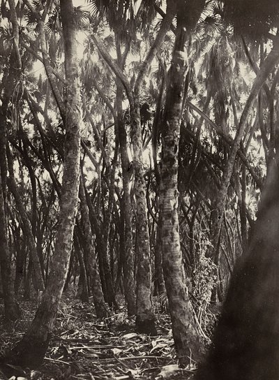 Een bos van Dum palmen, 09/05/1936 door Modestino Baldinetti