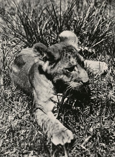 Een voorbeeld van een jonge leeuw, 09/05/1936 door Modestino Baldinetti