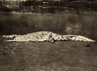 Krokodil, 09/05/1936 door Modestino Baldinetti