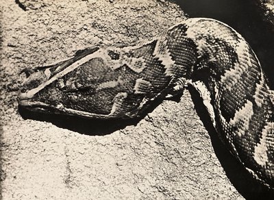 Het bouwen van een rijk in het fascistische tijdperk: kop van een python door Modestino Baldinetti