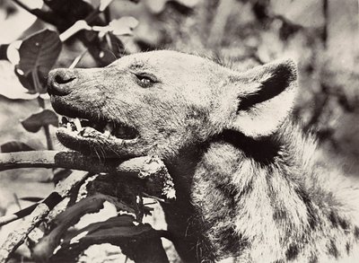 Het bouwen van een rijk in het fascistische tijdperk: hoofd van een hyena, 09/05/1936 door Modestino Baldinetti