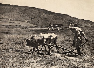 Ploegen op het hoogplateau, 09/05/1936 door Modestino Baldinetti