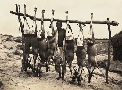 Enkele gevangen herten, 09/05/1936 door Modestino Baldinetti