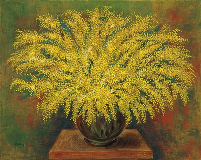Mimosa
