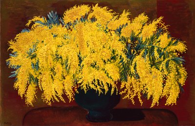 Mimosa