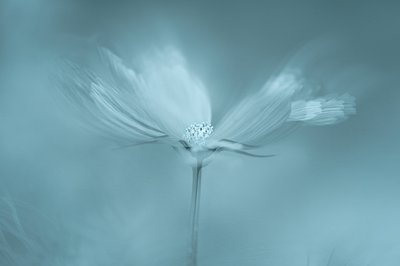 Dromerige blauwe bloem door Molly Fu APA