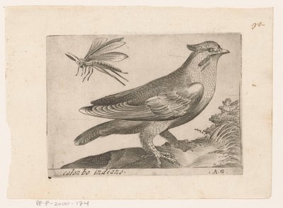 Pestvogel (Bombycilla garrulus) door Monogrammist AG