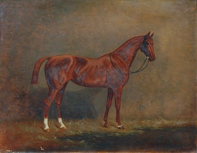 Portret van een Paard door Monogrammist A. G.