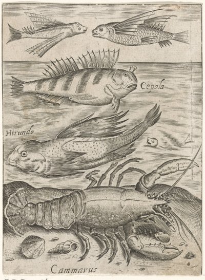 Studieblad met vier vissen en een kreeft (Piscium vivae icones) door Monogrammist P+P