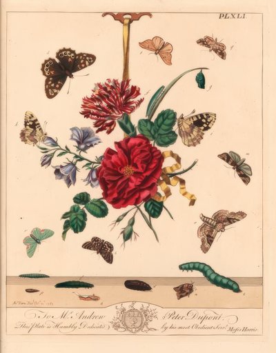 Hoekschaduw mot, Phlogophora meticulosa, eiken haakpunt, Watsonalla binaria, Mother Shipton mot, Callistege mi, gespikkelde houtvlinder, Pararge aegeria, gestreepte haakpunt, Watsonalla cultraria, bruine China mark, Elophila nymphaeata, en maid of honour,  door Moses Harris