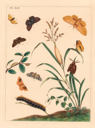 Drinkermot, Euthrix potatoria, bruine haarstreep, Thecla betulae, grote skipper, Ochlodes sylvanus, kleine skipper, Thymelicus sylvestris, zeldzame marvel du jour, Dipthera runica, en gestreepte umber, Plagodis pulveraria door Moses Harris